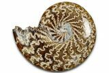 Polished Ammonite (Cleoniceras) Fossil - Madagascar #358413-1